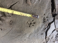 Tamias striatus
