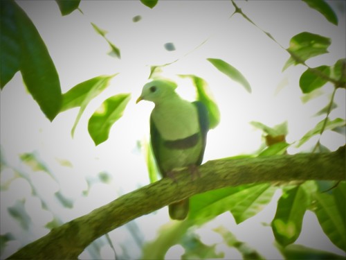 Black-chinned Fruit Dove (Ramphiculus leclancheri), photo 10