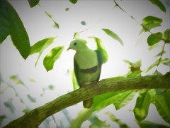 Ptilinopus leclancheri