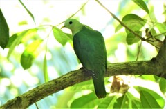 Ptilinopus leclancheri