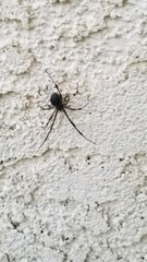 Latrodectus geometricus