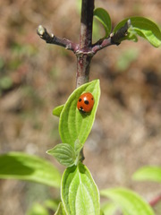 Coccinella quinquepunctata