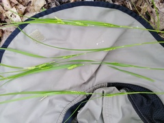 Carex planispicata
