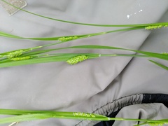 Carex planispicata