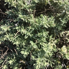 Teucrium vincentinum