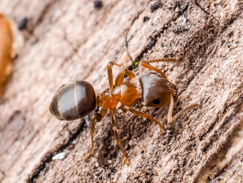 Lasius brunneus nuotrauka
