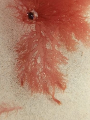 Representative image of Calosiphoniaceae