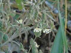 Henrya insularis