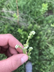 Myosotis macrosperma