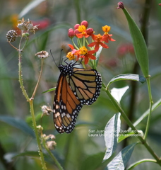 Danaus plexippus plexippus