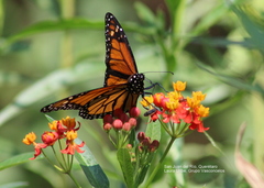 Danaus plexippus plexippus