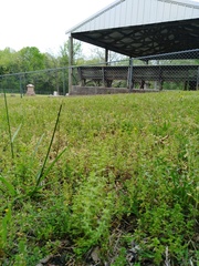 Cruciata pedemontana