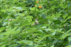 Graphium antiphates itamputi