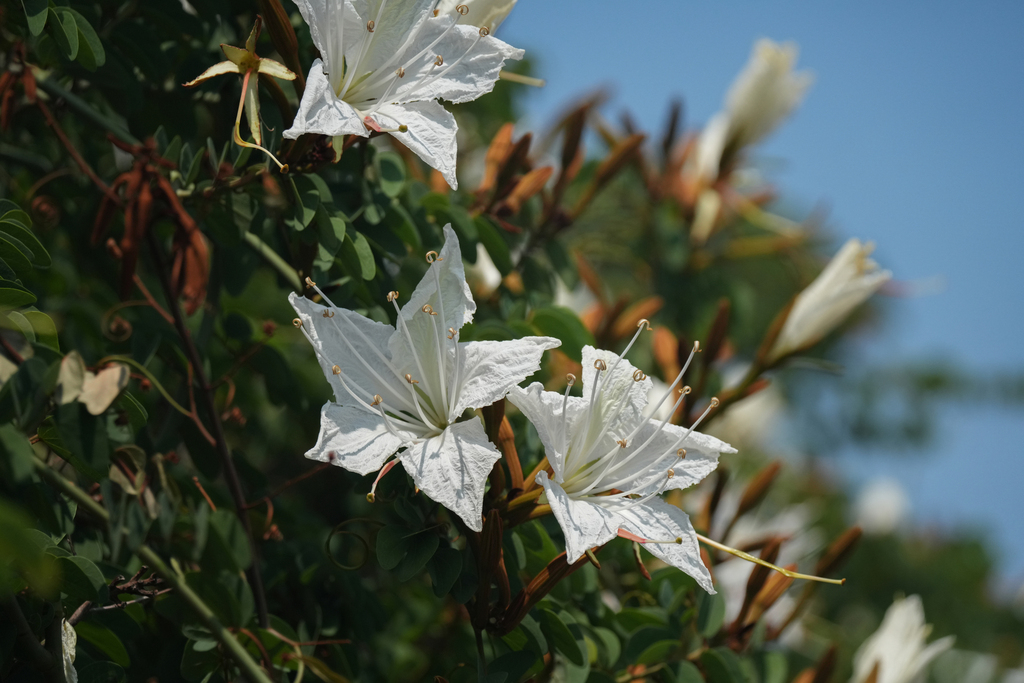 Lysiphyllum winitii (Craib) de Wit 2