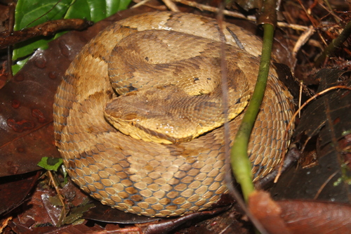 Photo of a Bothrocophias myrringae (Bothrocophias myrringae)