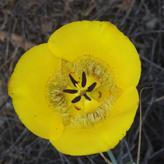 Calochortus clavatus