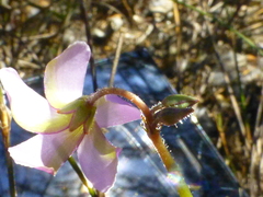 Oxalis livida