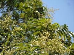 Thouinidium decandrum