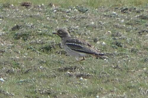 Alcaraván común (Burhinus oedicnemus)
