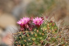 Mammillaria zeilmanniana