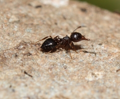 Crematogaster lineolata