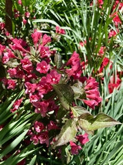Weigela