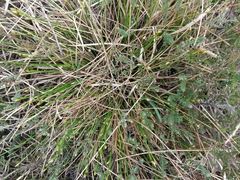 Trichophorum cespitosum germanicum