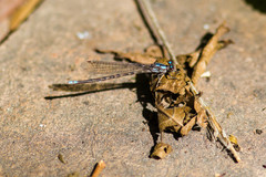 Argia immunda