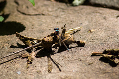 Argia immunda