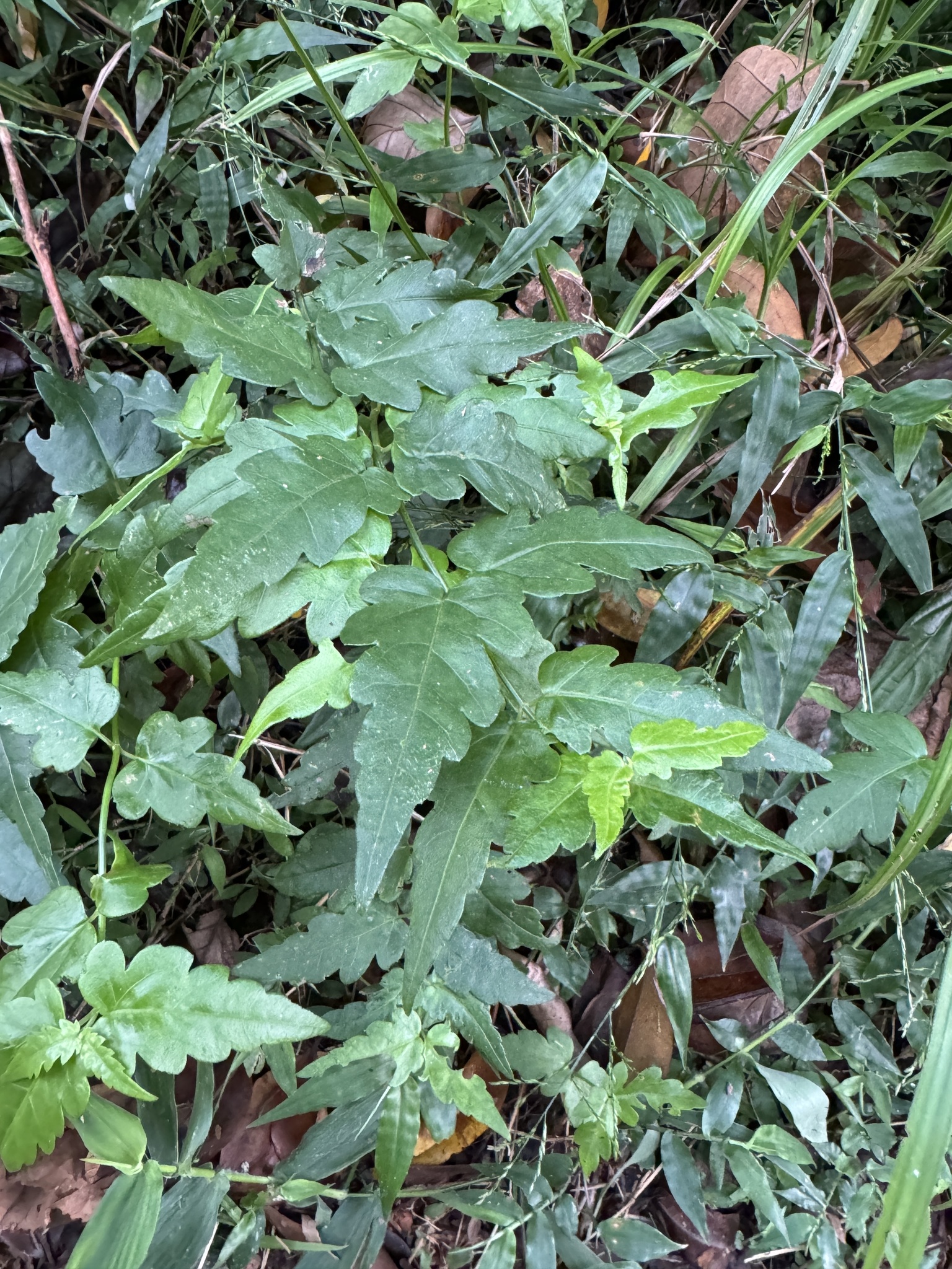 Imagem de Arnica