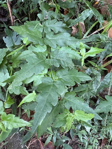 Foto de Arnica