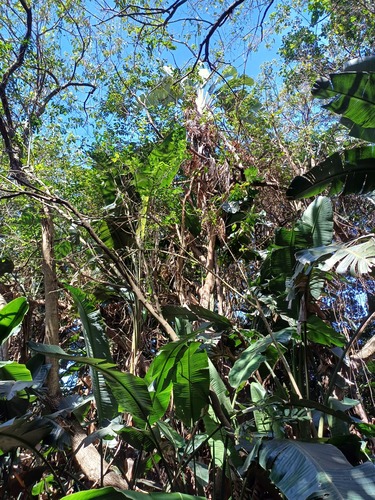 Strelitzia nicolai