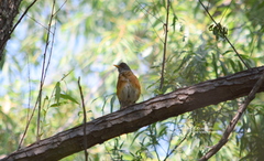 Turdus rufopalliatus