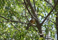 Turdus rufopalliatus