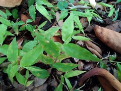 Oplismenus hirtellus setarius