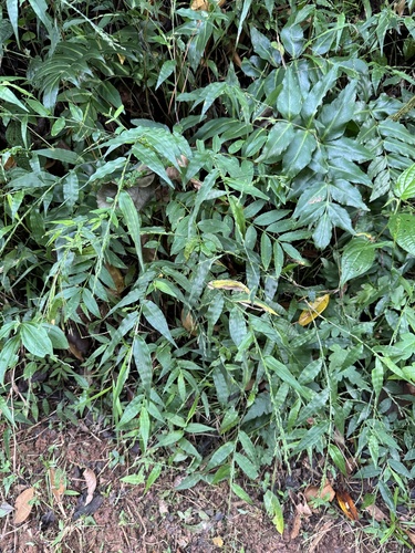 Ichnanthus pallens iNat (1)