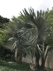 Bismarckia