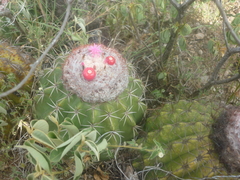 Melocactus curvispinus