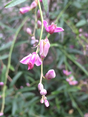 Rhinotropis cornuta fishiae