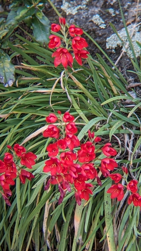 Image of Hesperantha coccinea by (c) Svend Hansen, some rights reserved (CC BY)