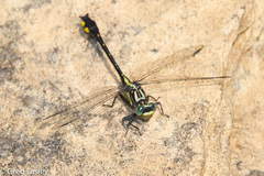 Hylogomphus parvidens
