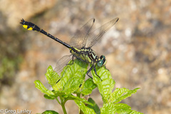 Hylogomphus parvidens