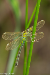 Hylogomphus parvidens