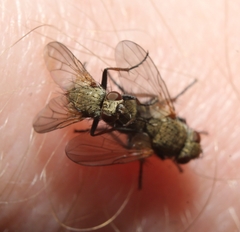 Campylocheta semiothisae