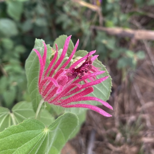 Pavonia capivarensis