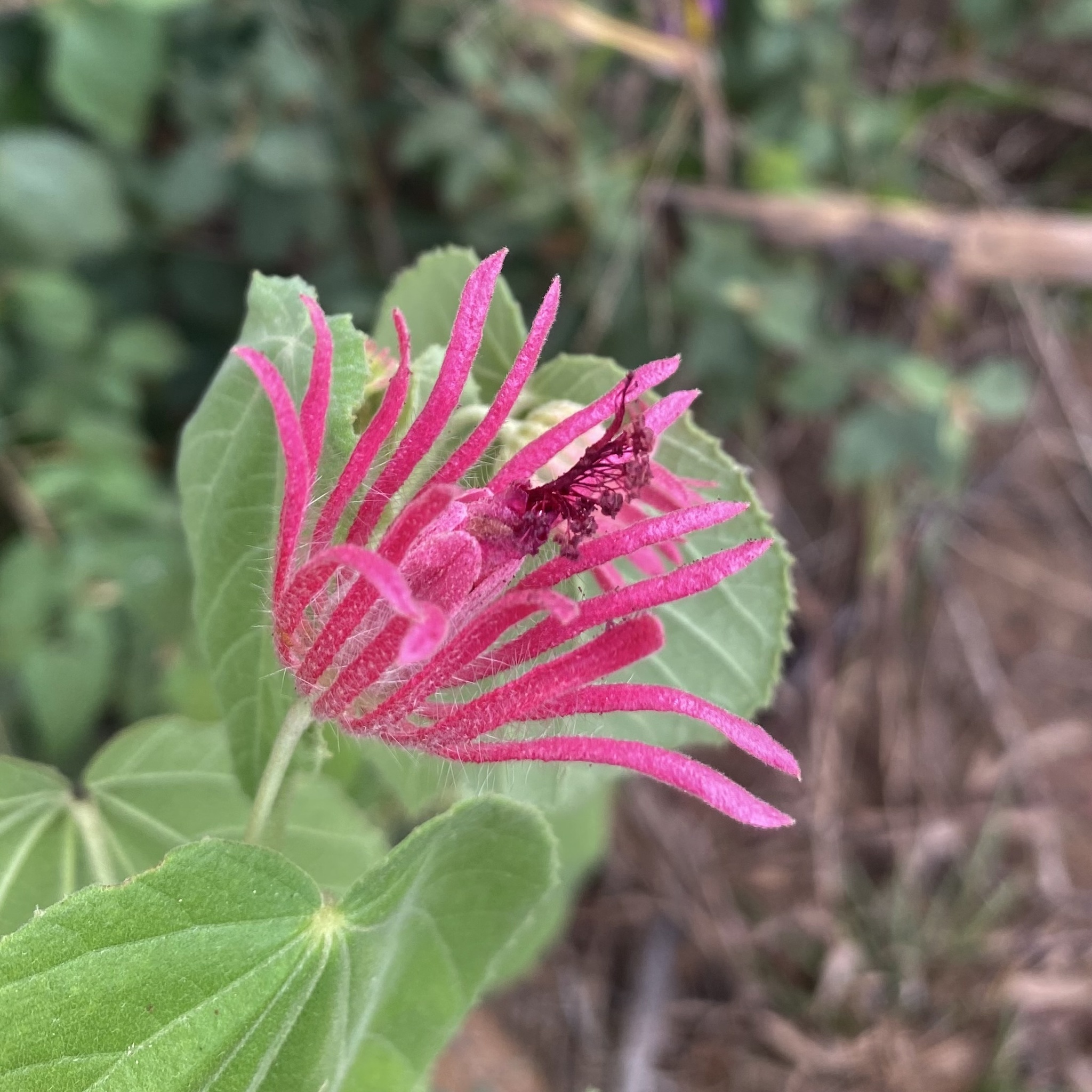 Pavonia capivarensis