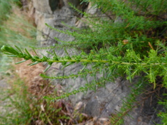 Deinandra minthornii