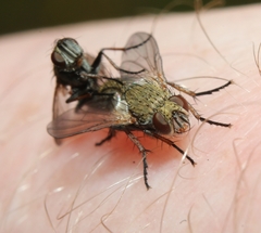 Campylocheta semiothisae