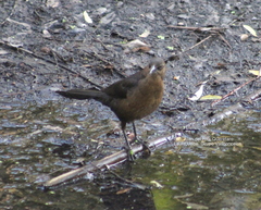Quiscalus mexicanus