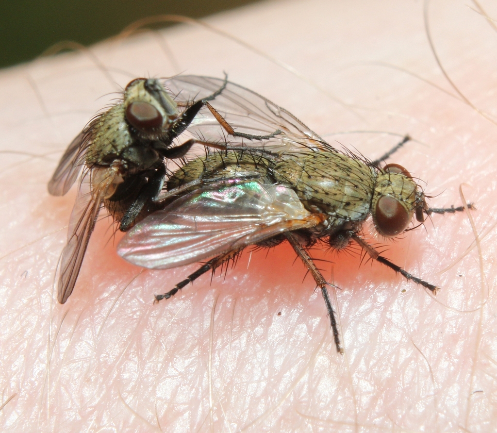 Campylocheta
